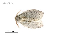 藏品(灰舟蛾)的圖片